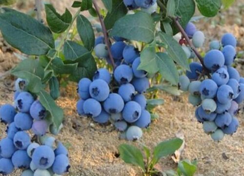 蓝莓树的生长环境及生长地方条件