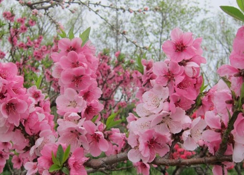 小桃树的生长环境及生长地方条件