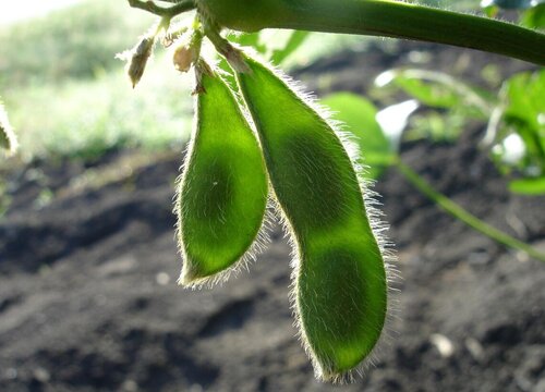 大豆生长期多长时间