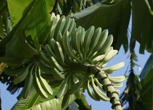 香蕉生长期多长时间