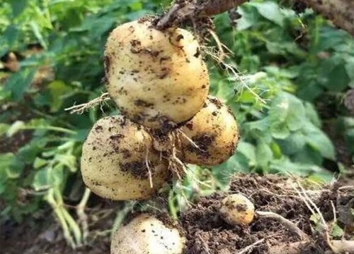 土豆夏天可以种吗