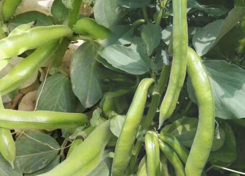 蚕豆的生长环境及生长地方条件