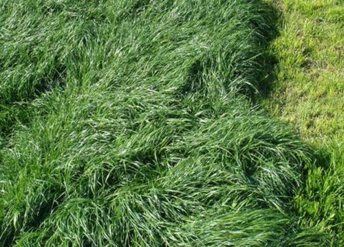 牧草的生长环境及生长地方条件