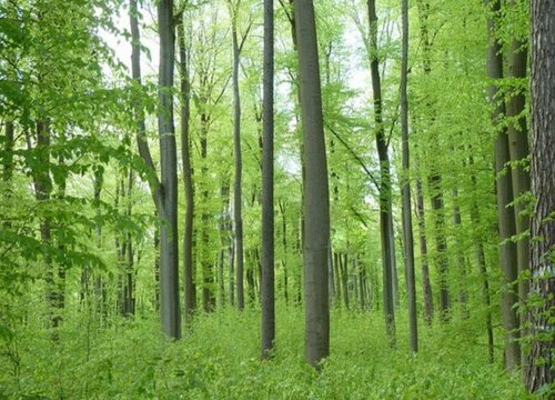 榉木的生长环境及生长地方条件