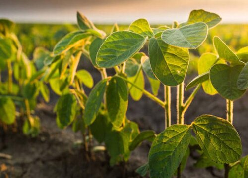 大豆的生长环境及生长地方条件