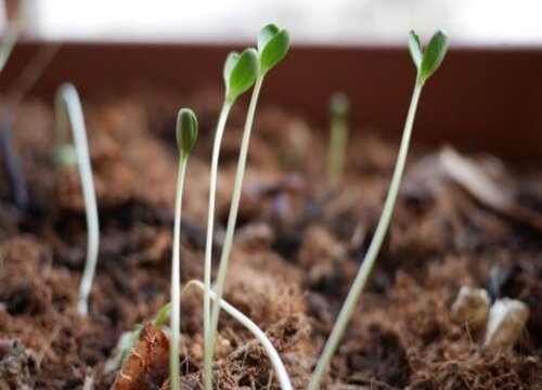 豆芽的生长环境及生长地方条件