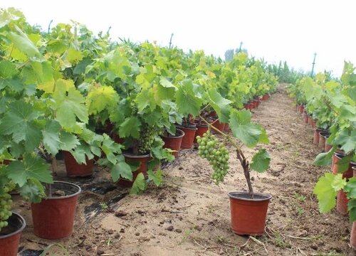 葡萄的生长环境及生长地方条件