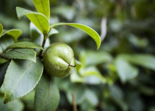 山茶花果实能吃吗