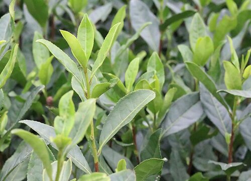 茶叶的生长环境及生长地方条件