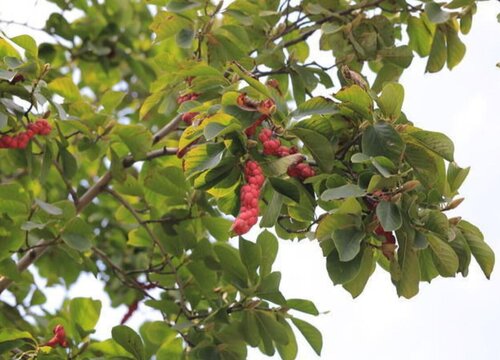 玉兰树果实能吃吗