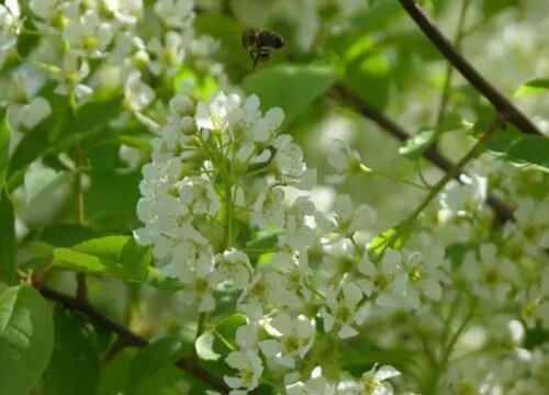 山桃稠李果实能吃吗 植物说