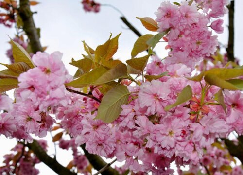 樱花的生长环境及生长地方条件