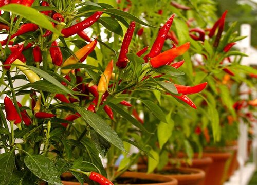 辣椒的生长环境及生长地方条件