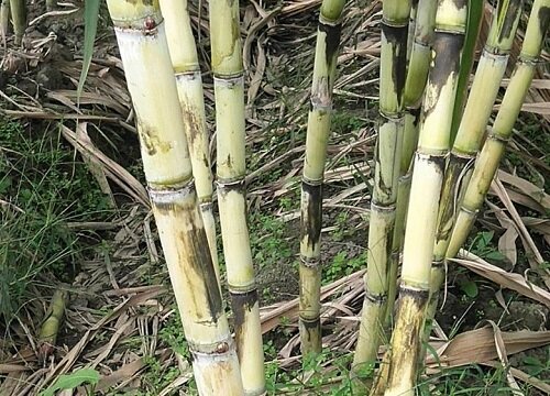 甘蔗的生长环境及生长地方条件
