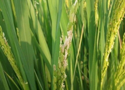水稻的生长环境及生长地方条件
