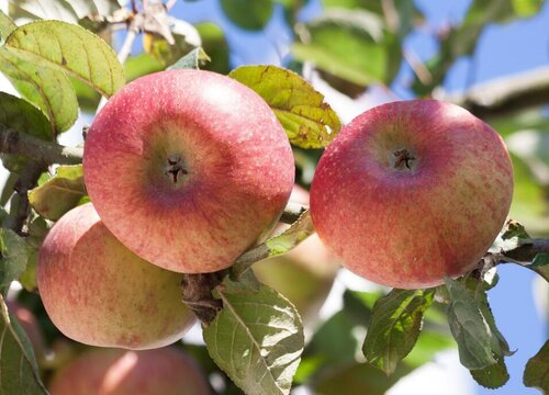 苹果树的生长环境及生长地方条件