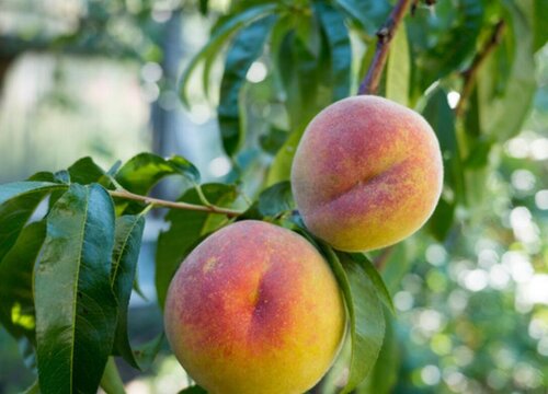 桃树的生长环境及生长地方条件