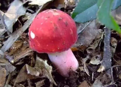 红菇的生长环境及气候要求