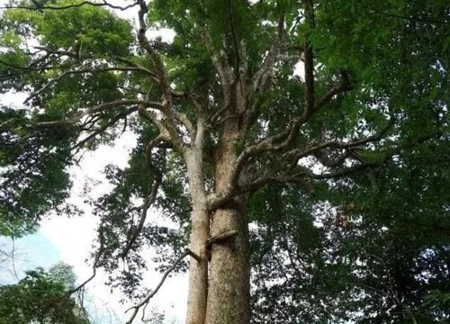 金丝楠木生长在什么地方