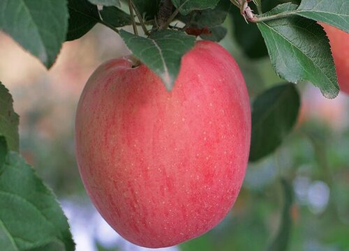 苹果生长在什么地方