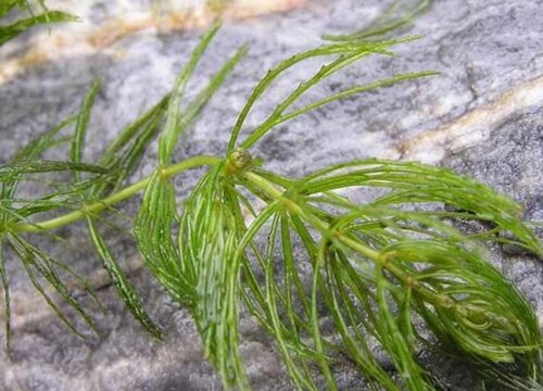 金鱼藻生长在什么地方 植物说