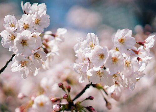 樱花树什么品种最好