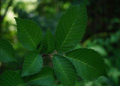 榆樹什麼品種最好