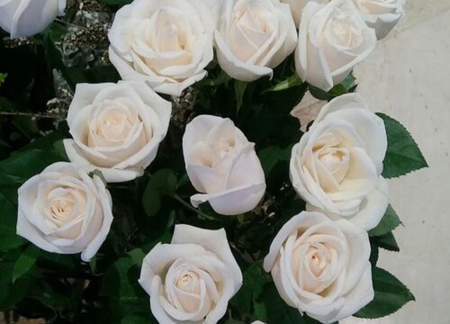 白玫瑰什么品种最好