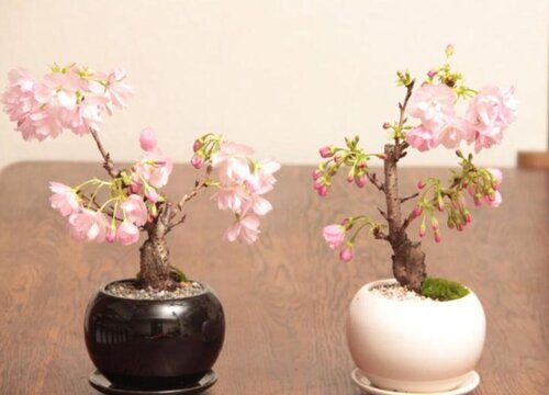 家里可以种樱花树吗