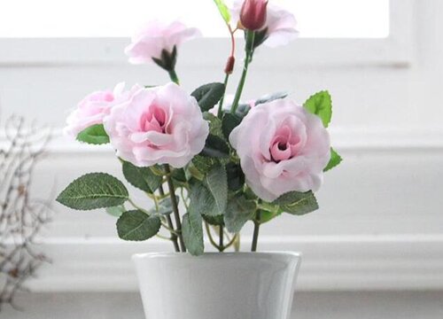 家里可以种蔷薇花吗