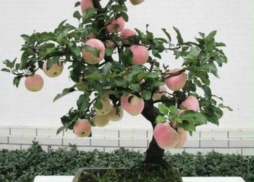 家里可以种苹果树吗