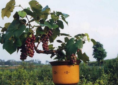 家里可以种葡萄树吗