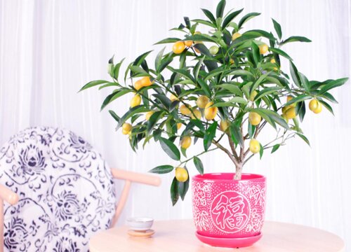 家里可以种桔子树吗