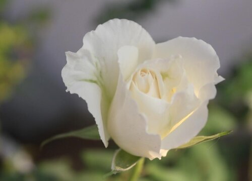 家里可以种白玫瑰吗
