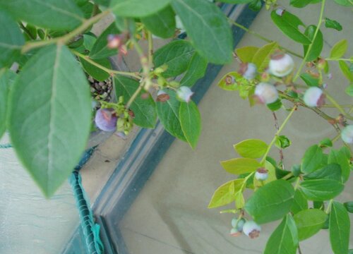 家里可以种蓝莓吗