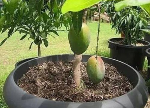 家里可以种芒果树吗