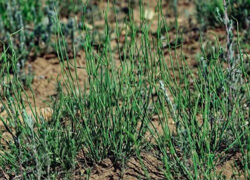 麻黄草生长在什么地方
