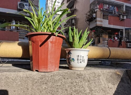 家里可以种芦荟吗