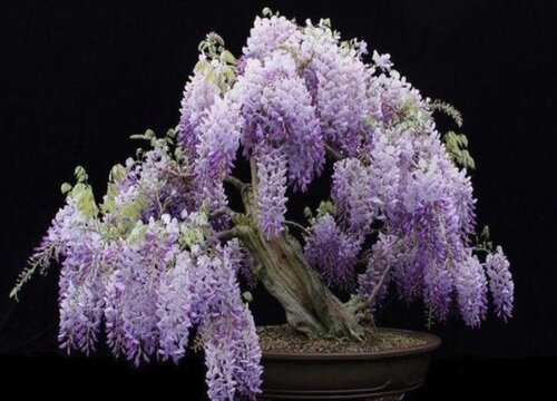 家里可以种紫藤花吗