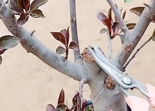 日本海棠怎么修剪方法