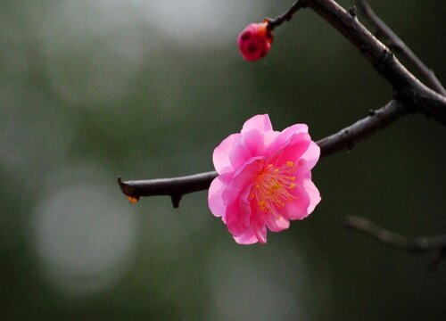 南京的市花是什么花