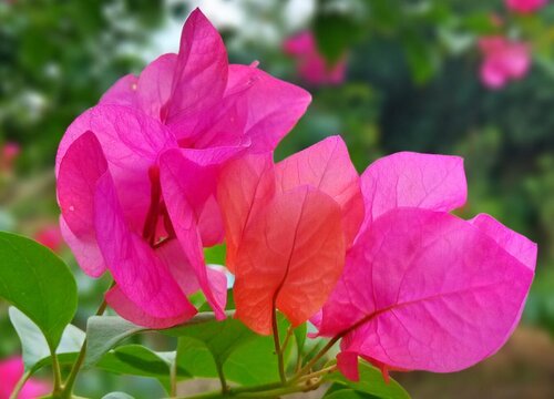 深圳的市花是什么花