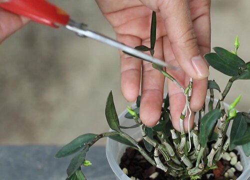 盆栽石斛除了需要修剪旧枝,还需要修剪一些徒长树枝,建立植株形状矮化