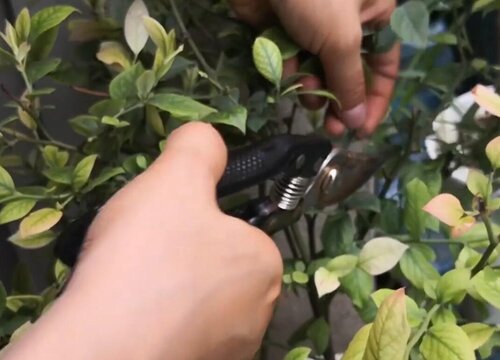 盆栽蓝莓怎么修剪方法