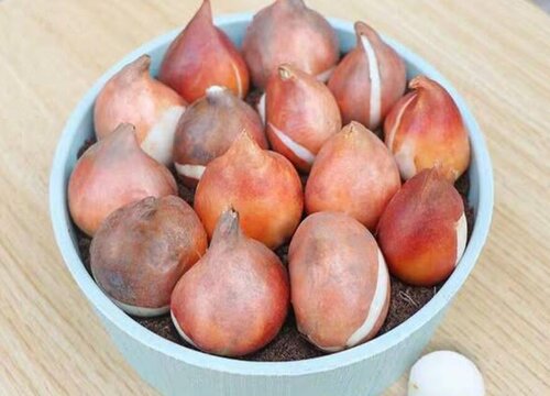 郁金香种子什么时候种植最好