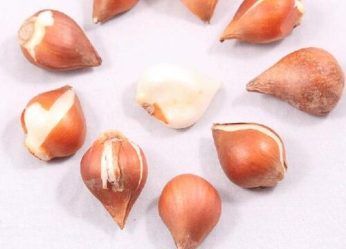 郁金香种子什么时候种植最好