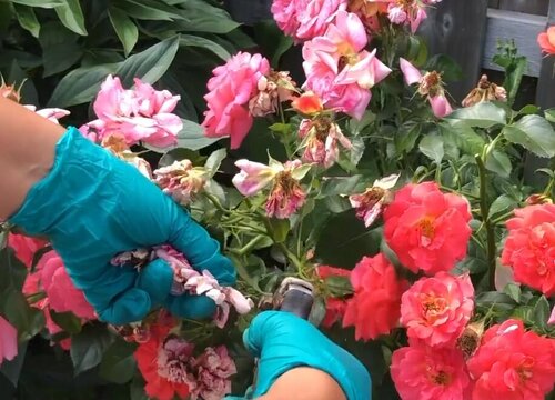 盆栽玫瑰花怎么修剪方法