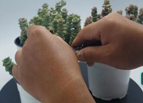 钱串子什么时候修剪