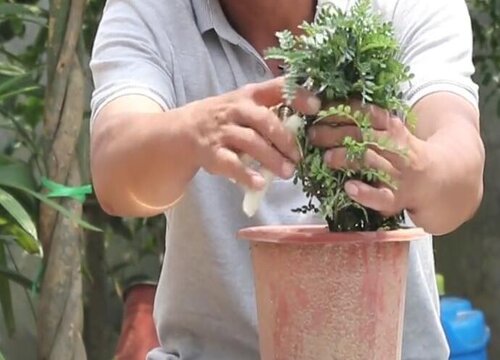 清香木怎么修剪方法