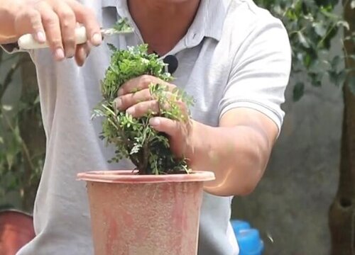 清香木怎么修剪方法